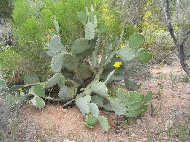 618x457 pixels (268K)